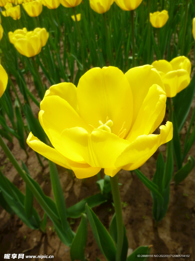 郁金香花