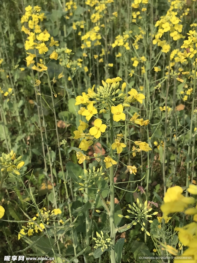 油菜花