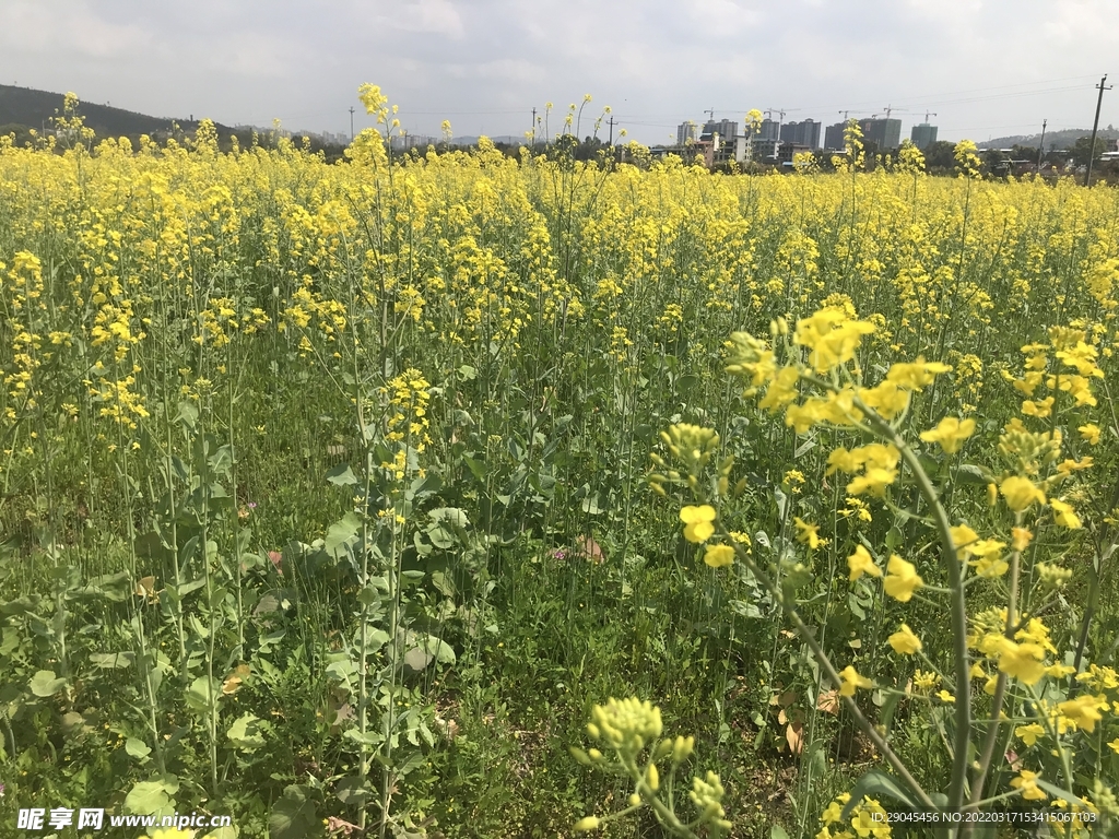 油菜花