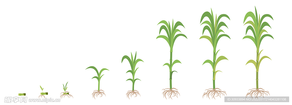 植物成长过程插画