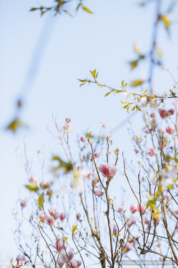 草中杂花