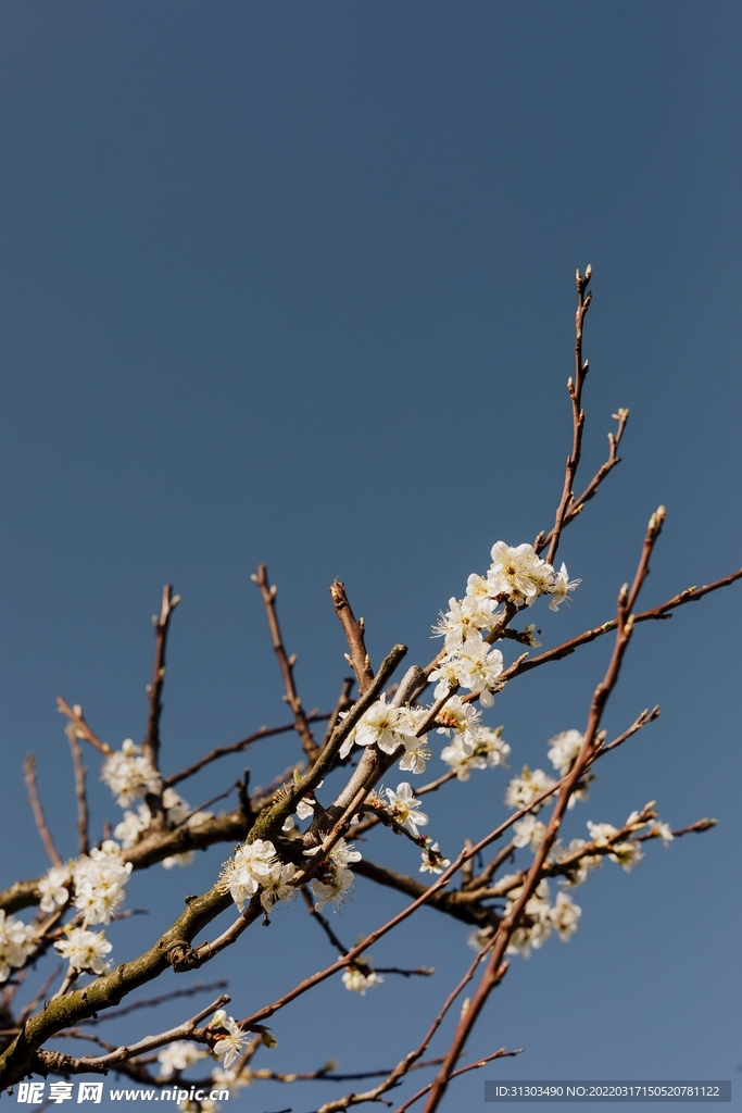 蓝天下的白花