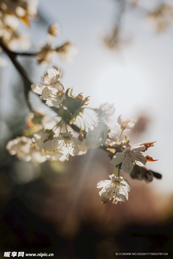 白桃花