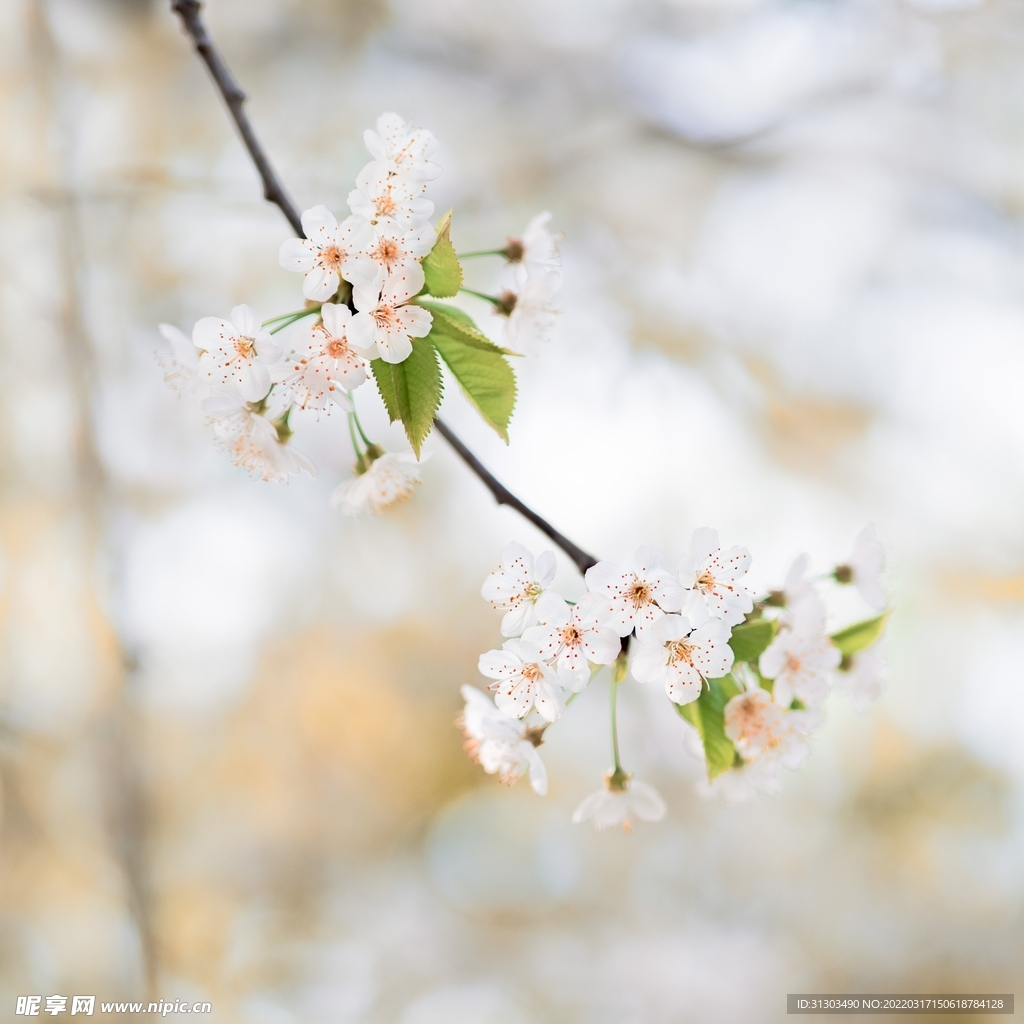 倒垂小花