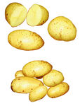 土豆矢量素材