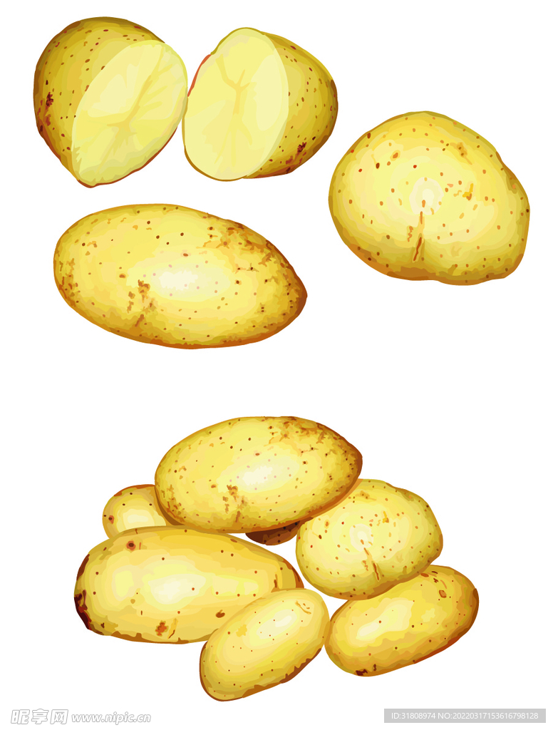 土豆矢量素材