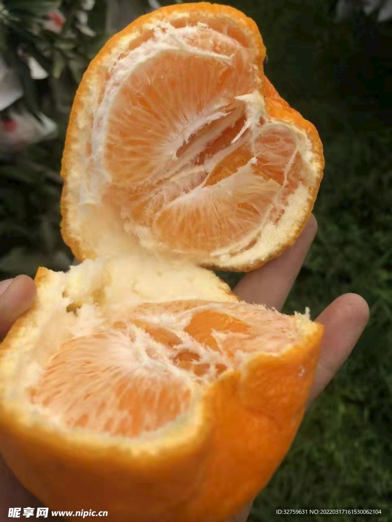 耙耙柑