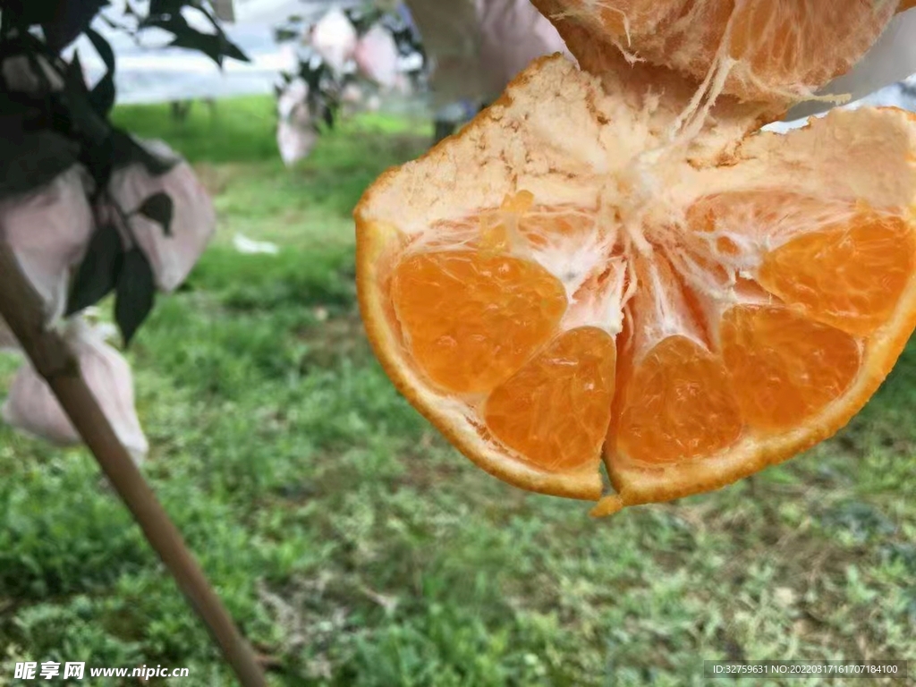 耙耙柑