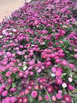 路边鲜花