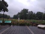 桂湖公园