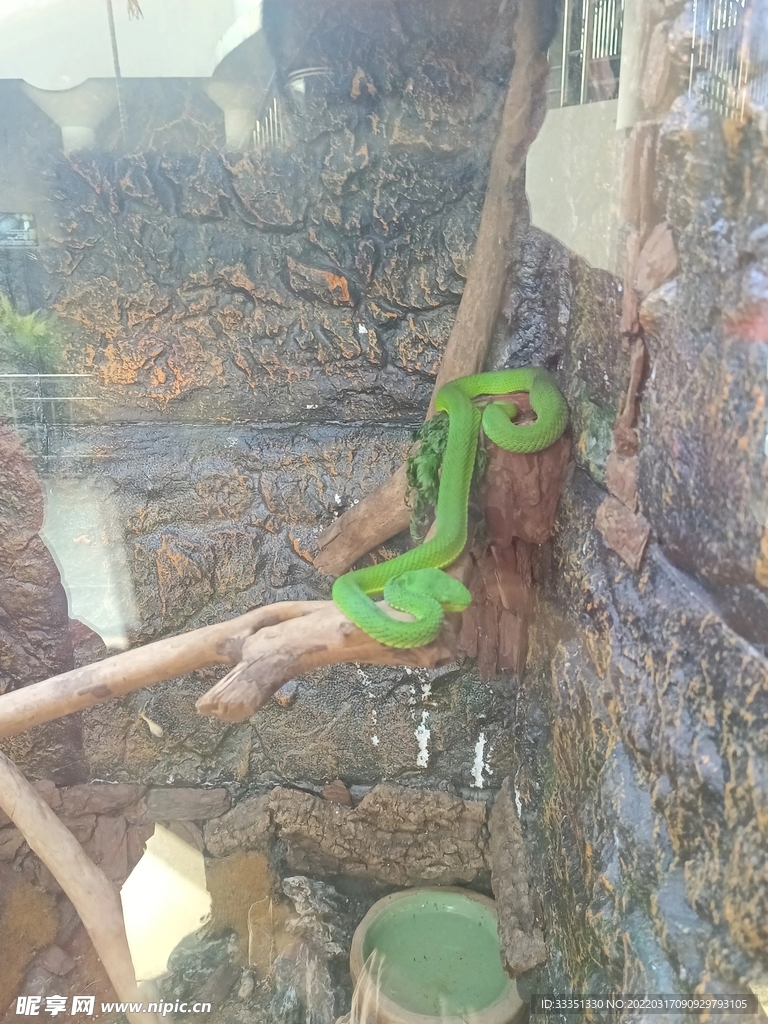 绿蟒蛇
