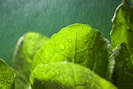 小白菜谷雨