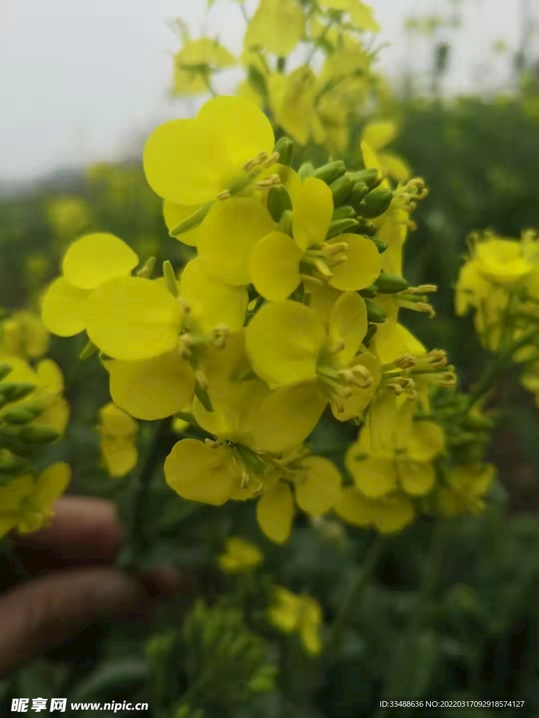 油菜花