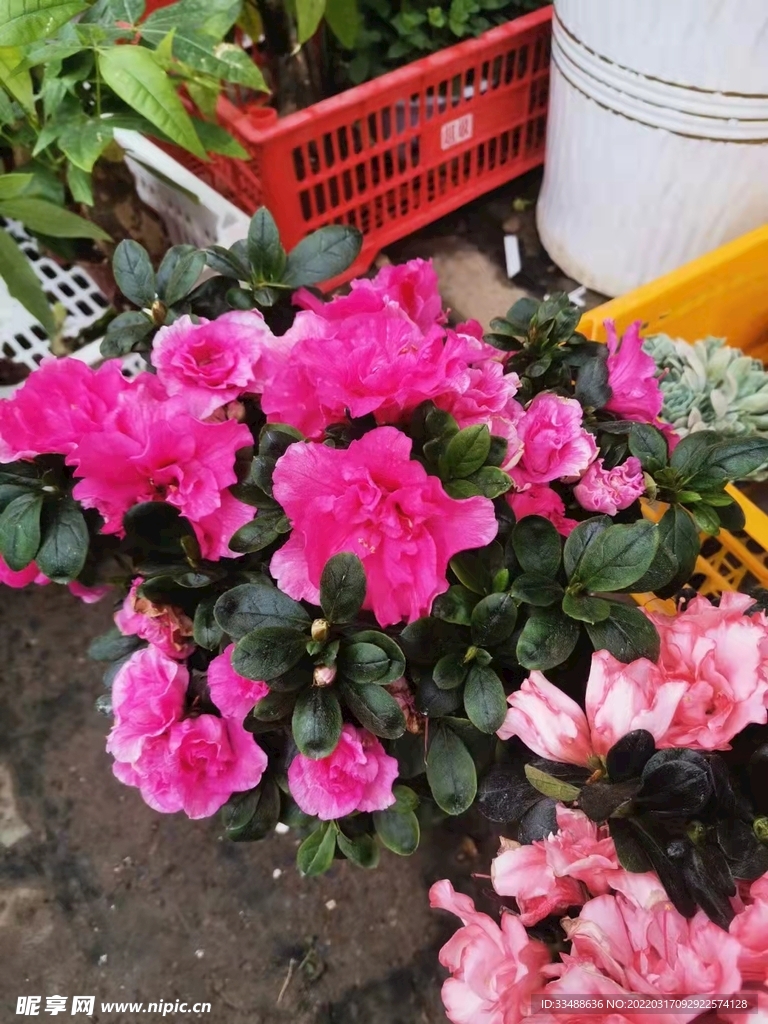 花卉