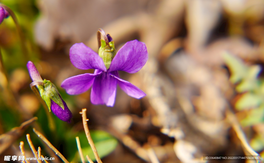 小草花