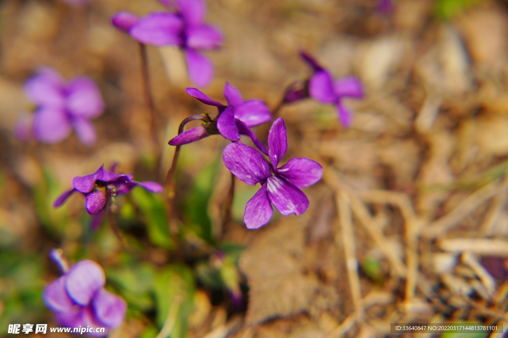 小草花