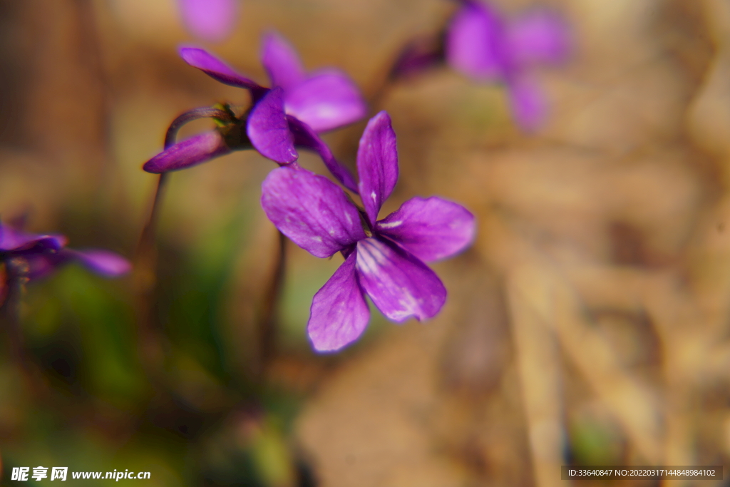 小草花