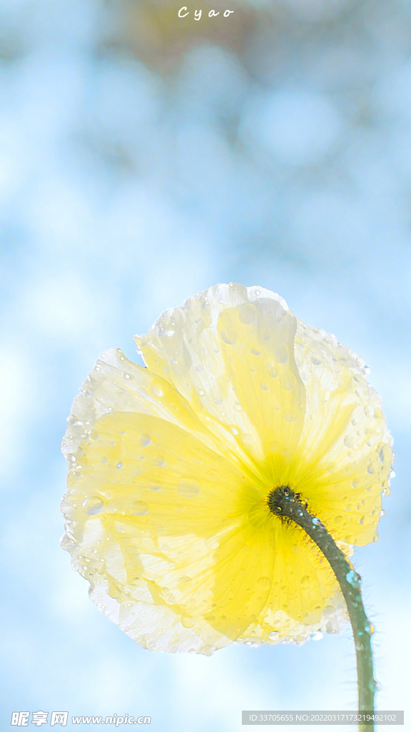 花