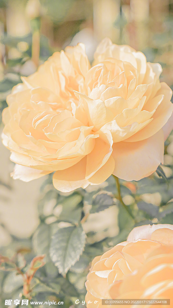 花