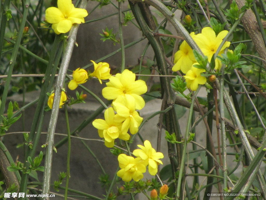 迎春花