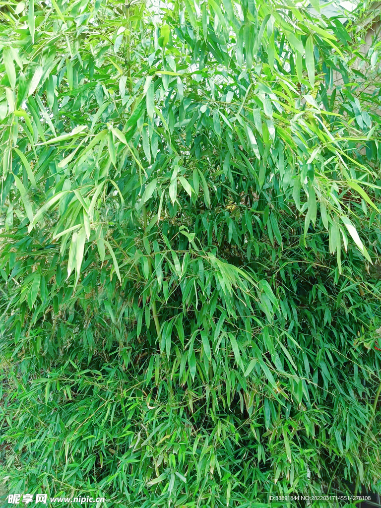 春天里的竹叶