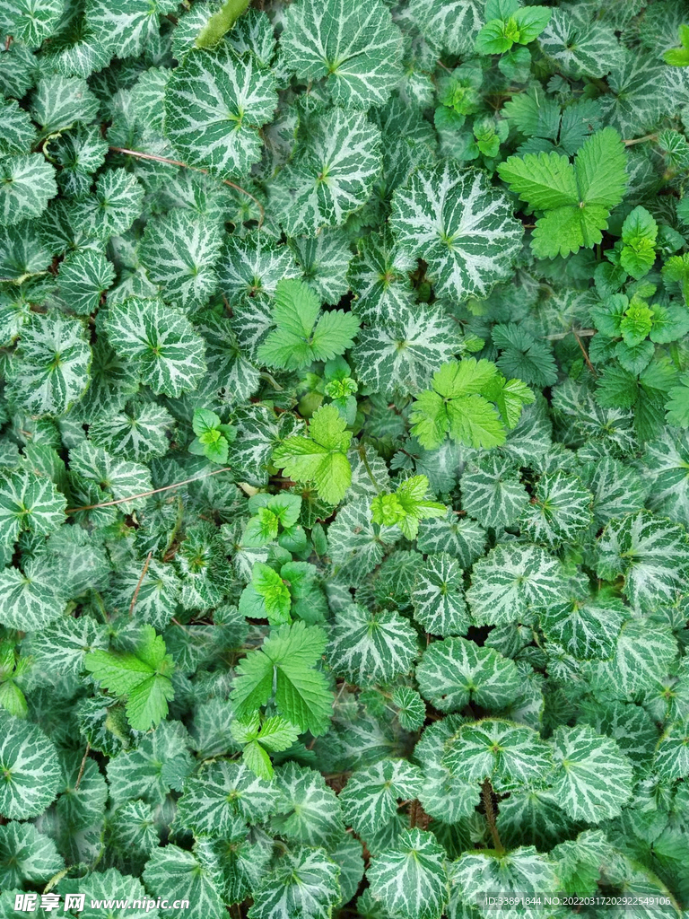 虎耳草金线吊芙蓉