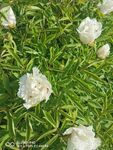 朵朵白花