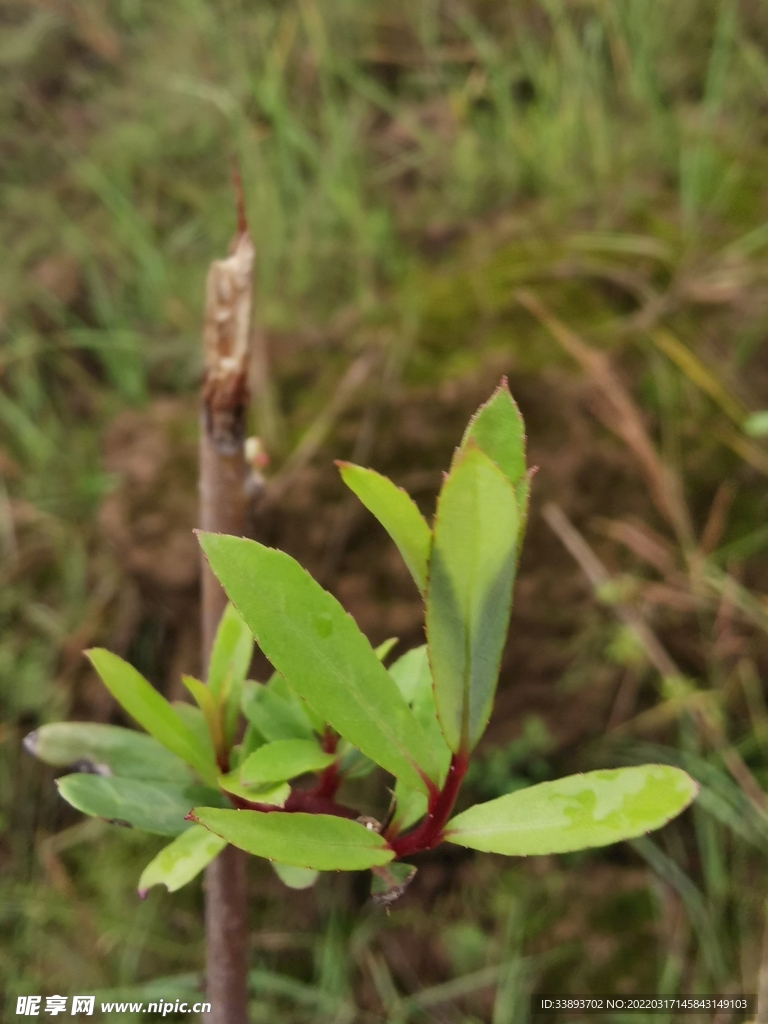 小柳发芽