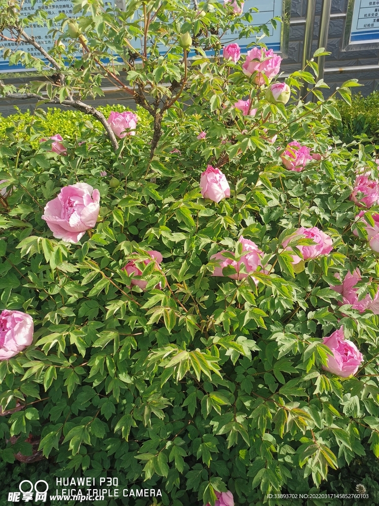 自然花