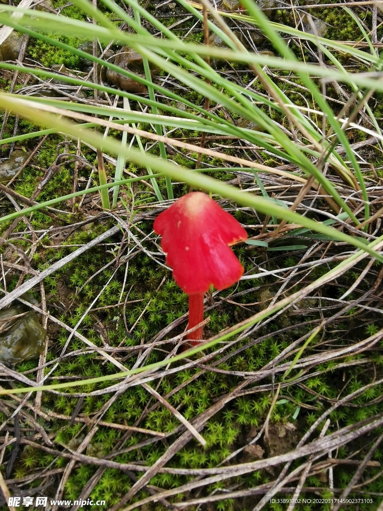 一朵小花