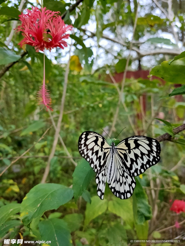 花花蝴蝶