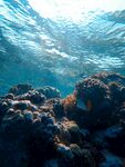 高清海底珊瑚礁石图片