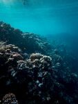 高清海底礁石珊瑚图片