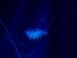 蓝色深海海底水母高清图片
