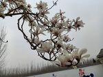 玉兰花