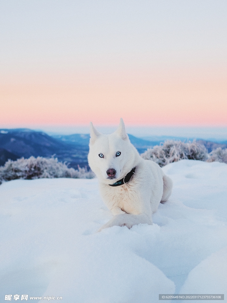 一只白色的雪地上的狗