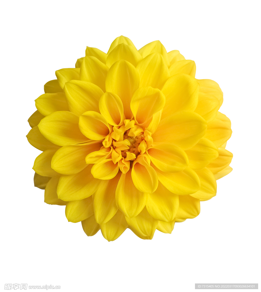 小菊花