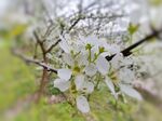 李花