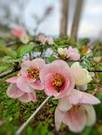 木瓜花