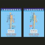 人体经络细胞图
