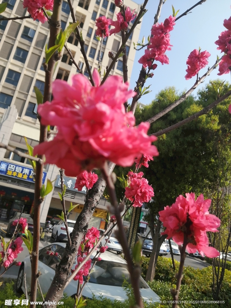 桃花