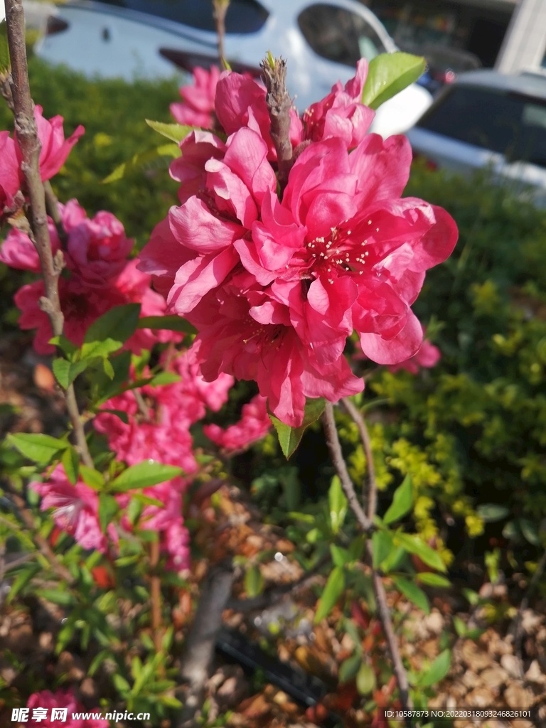 桃花