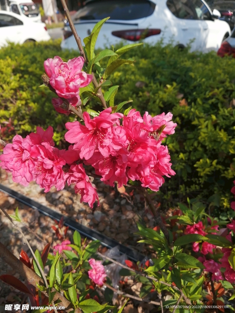 桃花