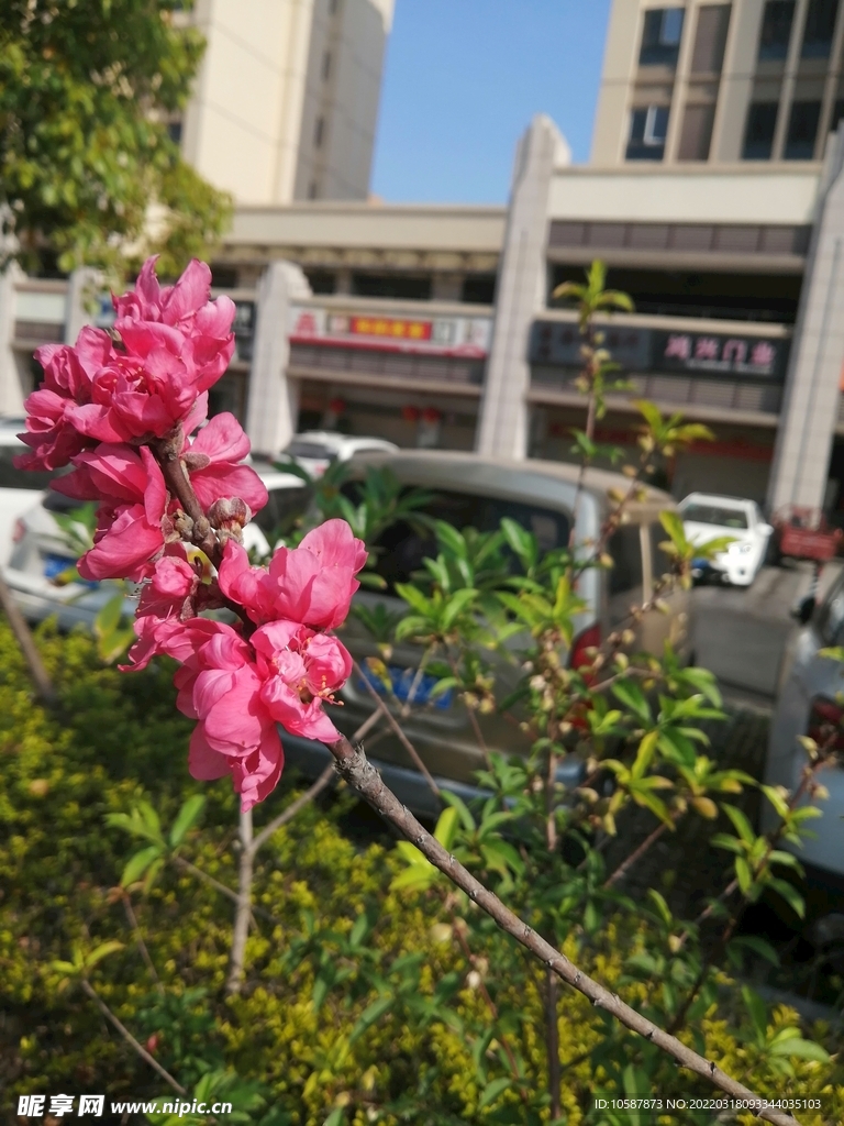 桃花