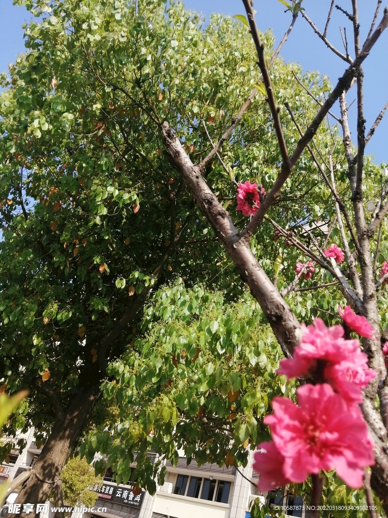 桃花