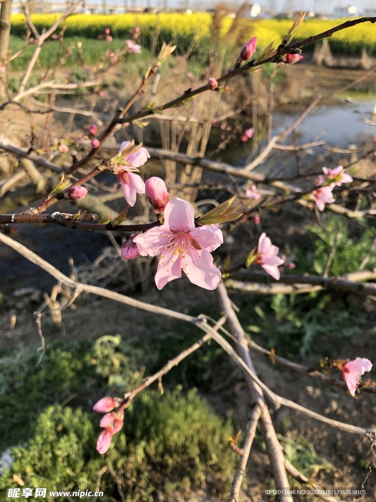 桃花