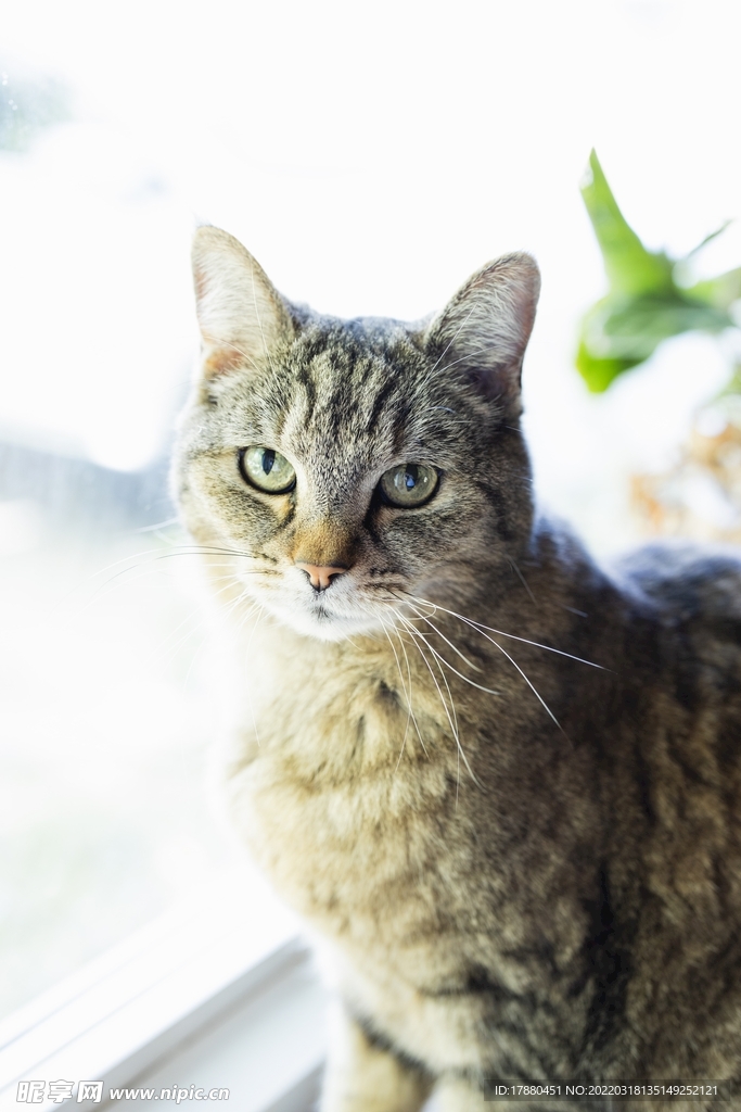 猫