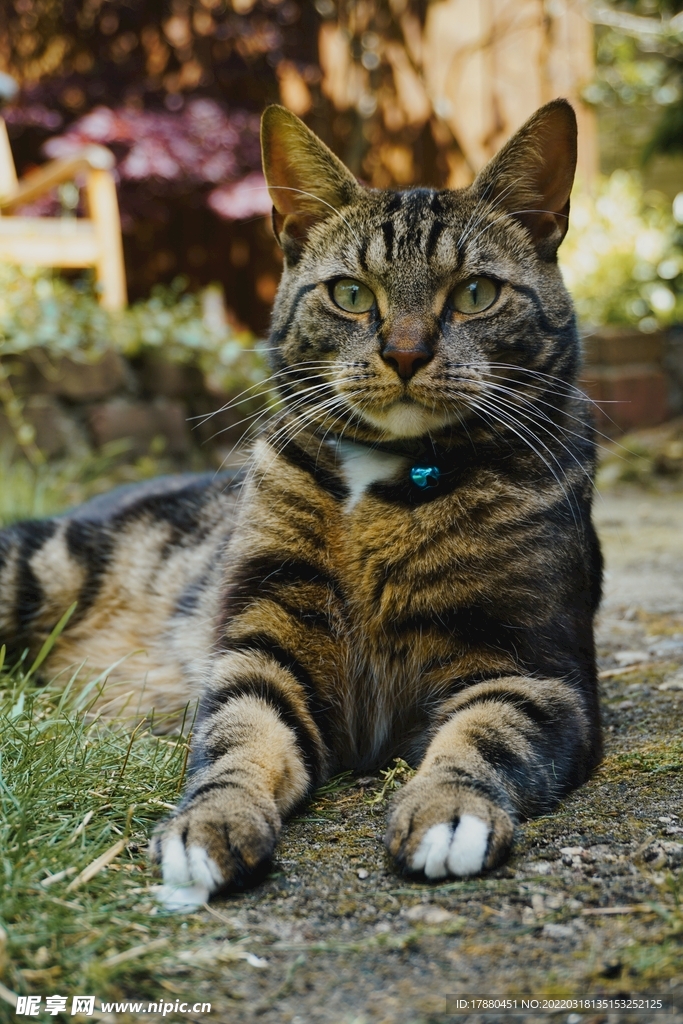 猫