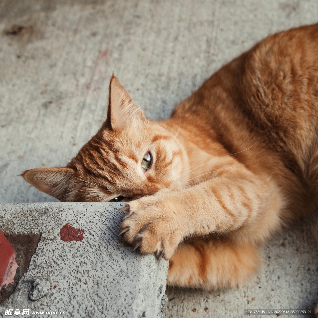 猫