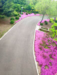 紫花坛
